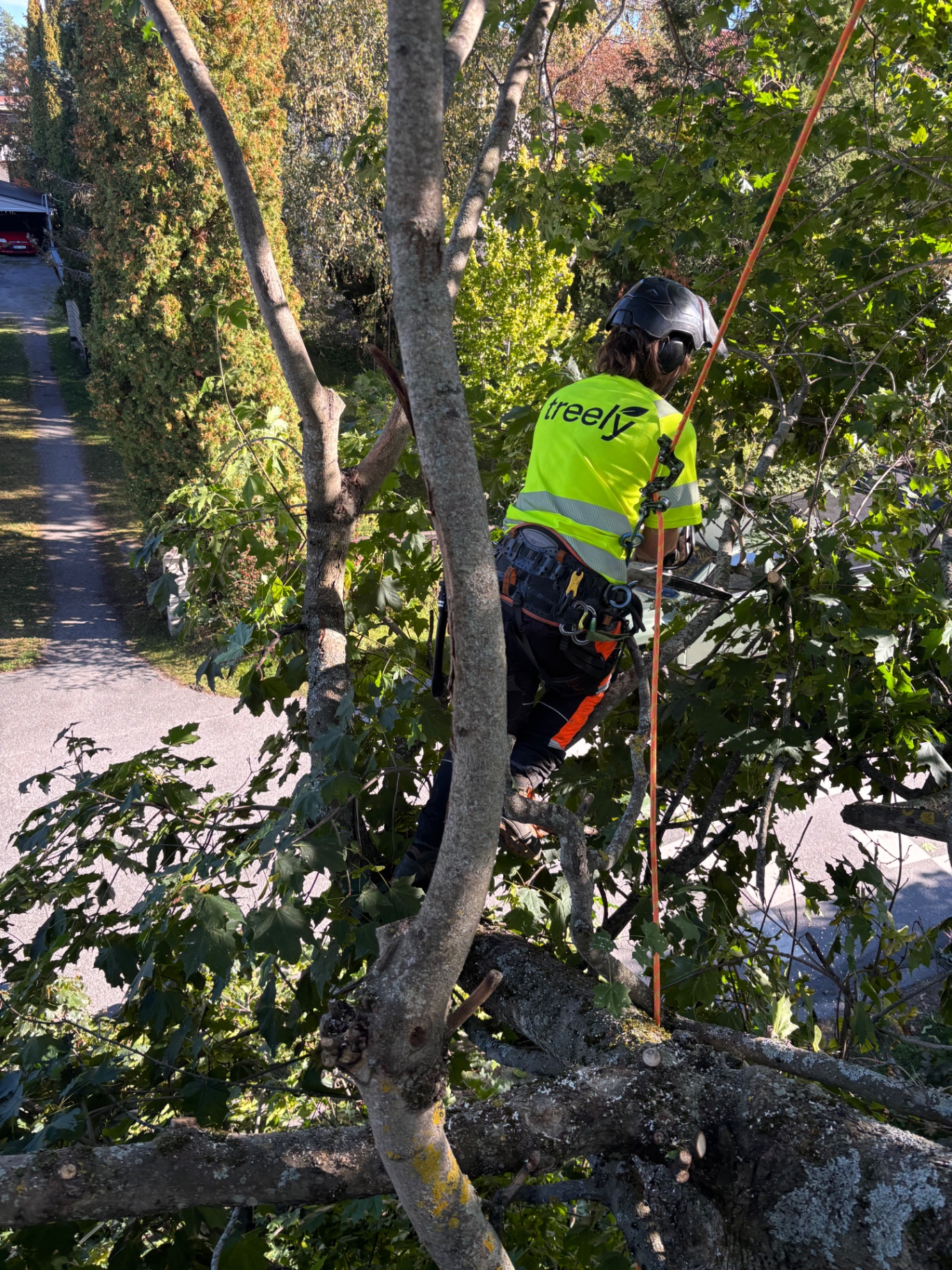 Arborist arbetar nära en bostadsgata